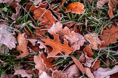 Brown dry leaves on the ground
